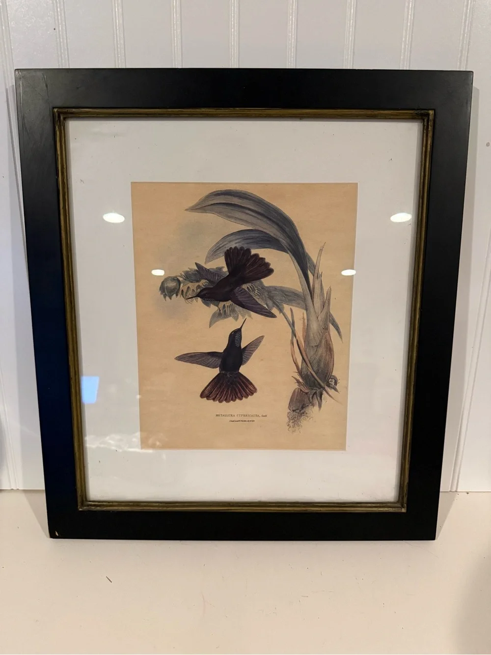 ANTIQUE GOULD HUMMINGBIRD LITHOGRAPH Hand Colored Metallura Cupreicauda